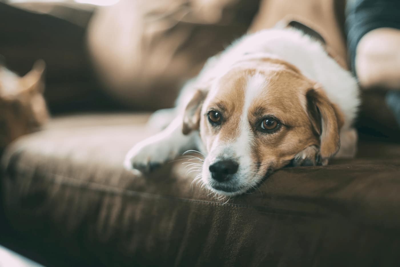 dog on couch